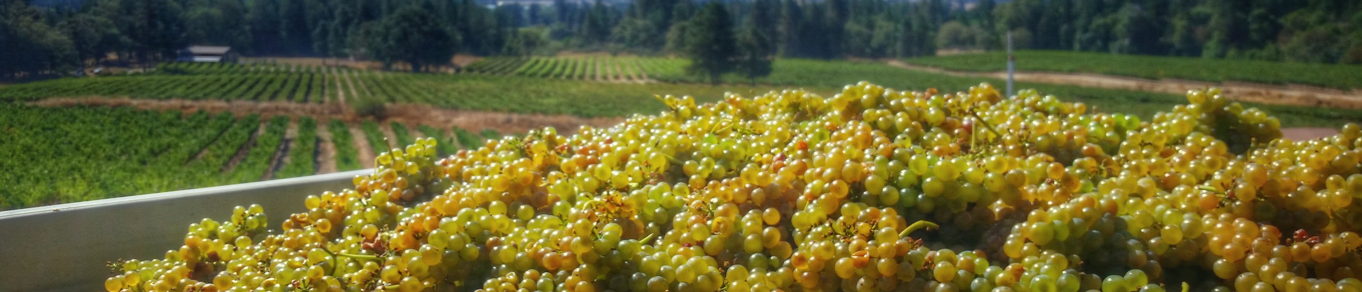 Freshly harvested grapes waiting to be turned into delicious wines