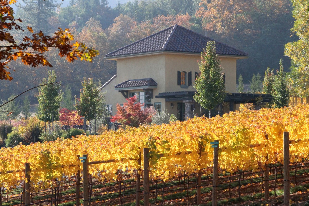 DANCIN Vineyards in autumn