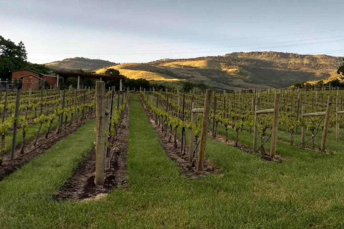 A vineyards in Southern Oregon 