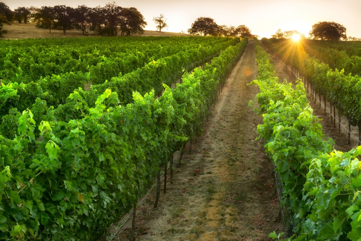 Endless vineyards in Southern Oregon, vineyard, winery, wine country