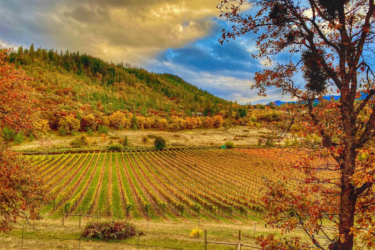 Aurora vines, vineyard, winery, bear creek wine trail, wine, scenery, fall, vines, hills, beautiful, valley