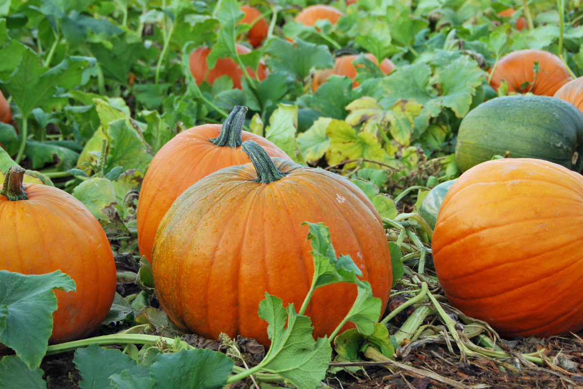 Rogue valley U-pick farms, agriculture in the rogue valley, things to do in Medford, fall fun, support local farmers, support local buisinesses, u pick, farming, pumpkins