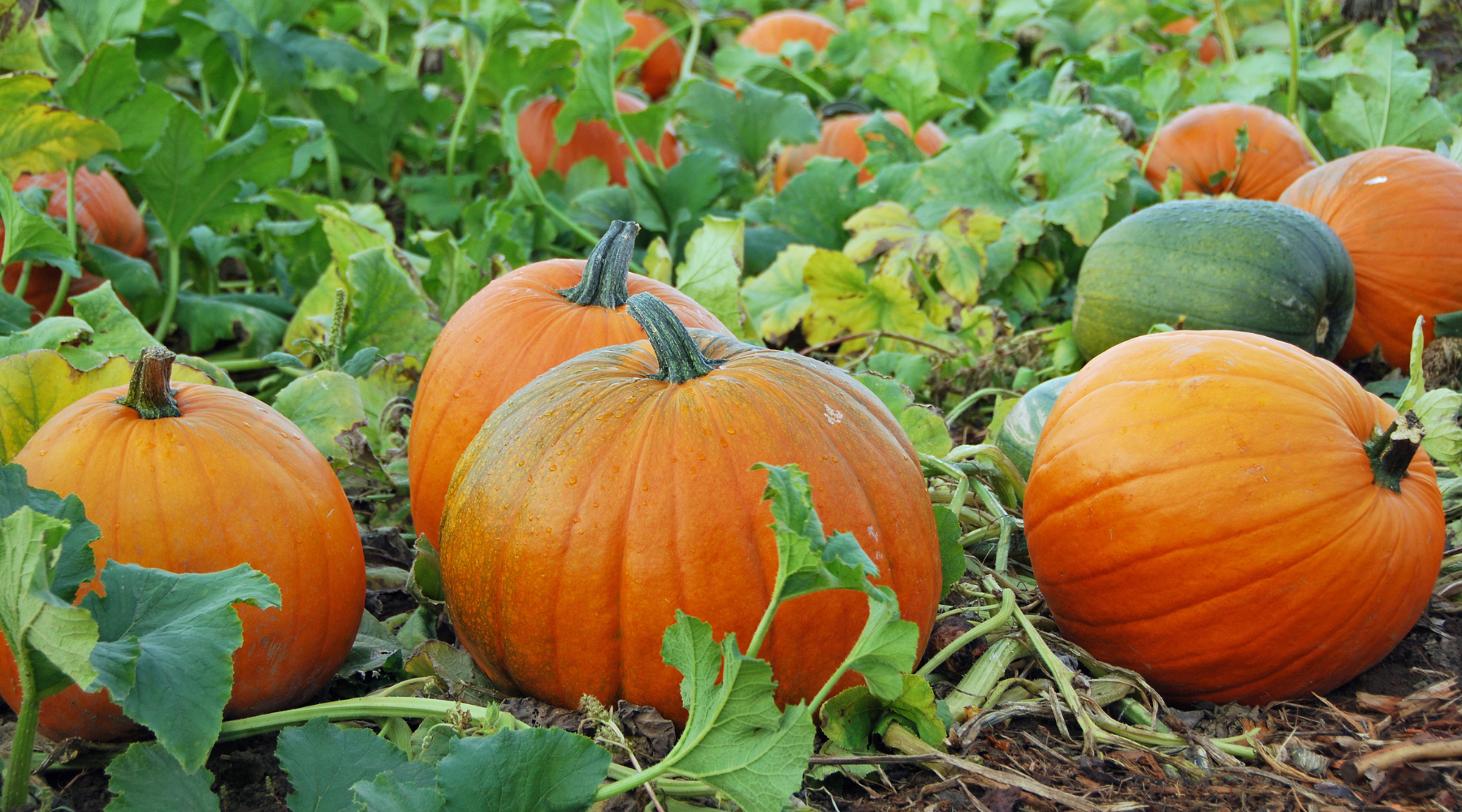 Rogue valley U-pick farms, agriculture in the rogue valley, things to do in Medford, fall fun, support local farmers, support local buisinesses, u pick, farming, pumpkins