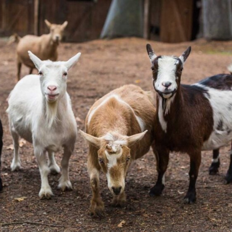 Pholia Farm, goats, wildlife, farm animals