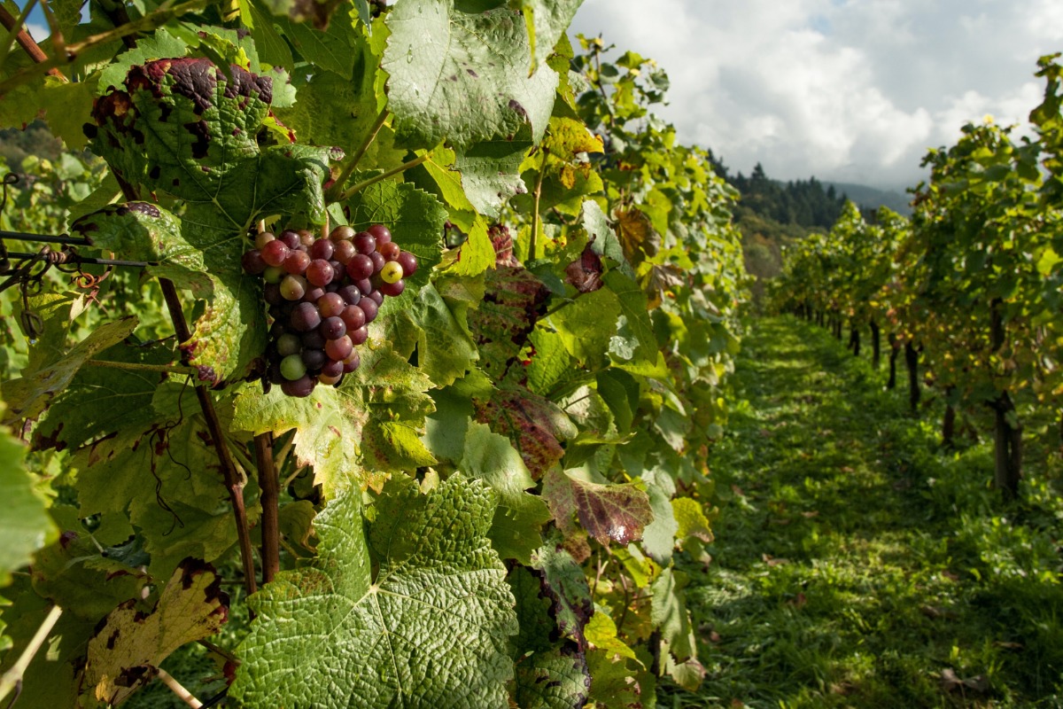 wine, winery, things to do, vineyard, vines, grapes, picking, farm, farming, 