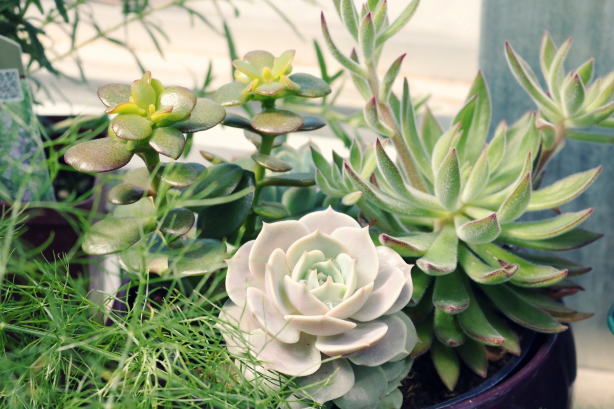 shopping, gardening, succulents, places to shop, things to do, plants