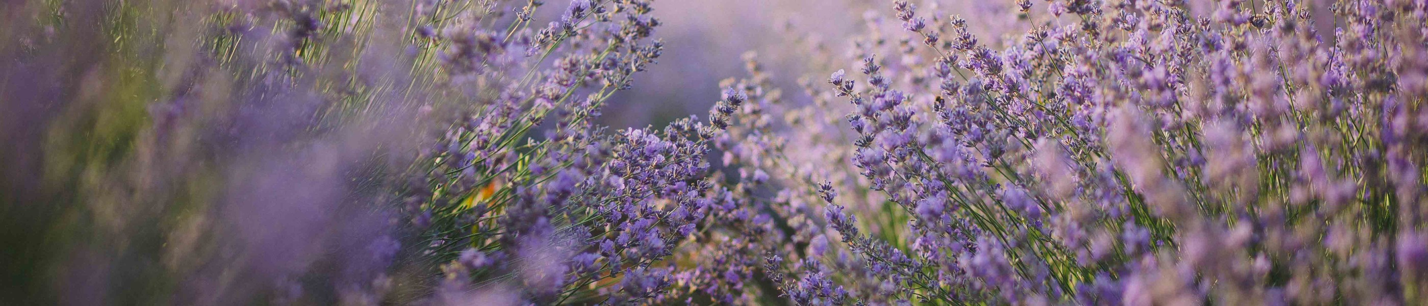 outdoors, lavender fields, things to do, attractions,