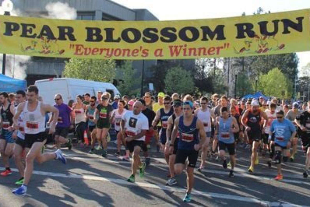 pear blossom event, things to do, events, festivals, parades, graphic