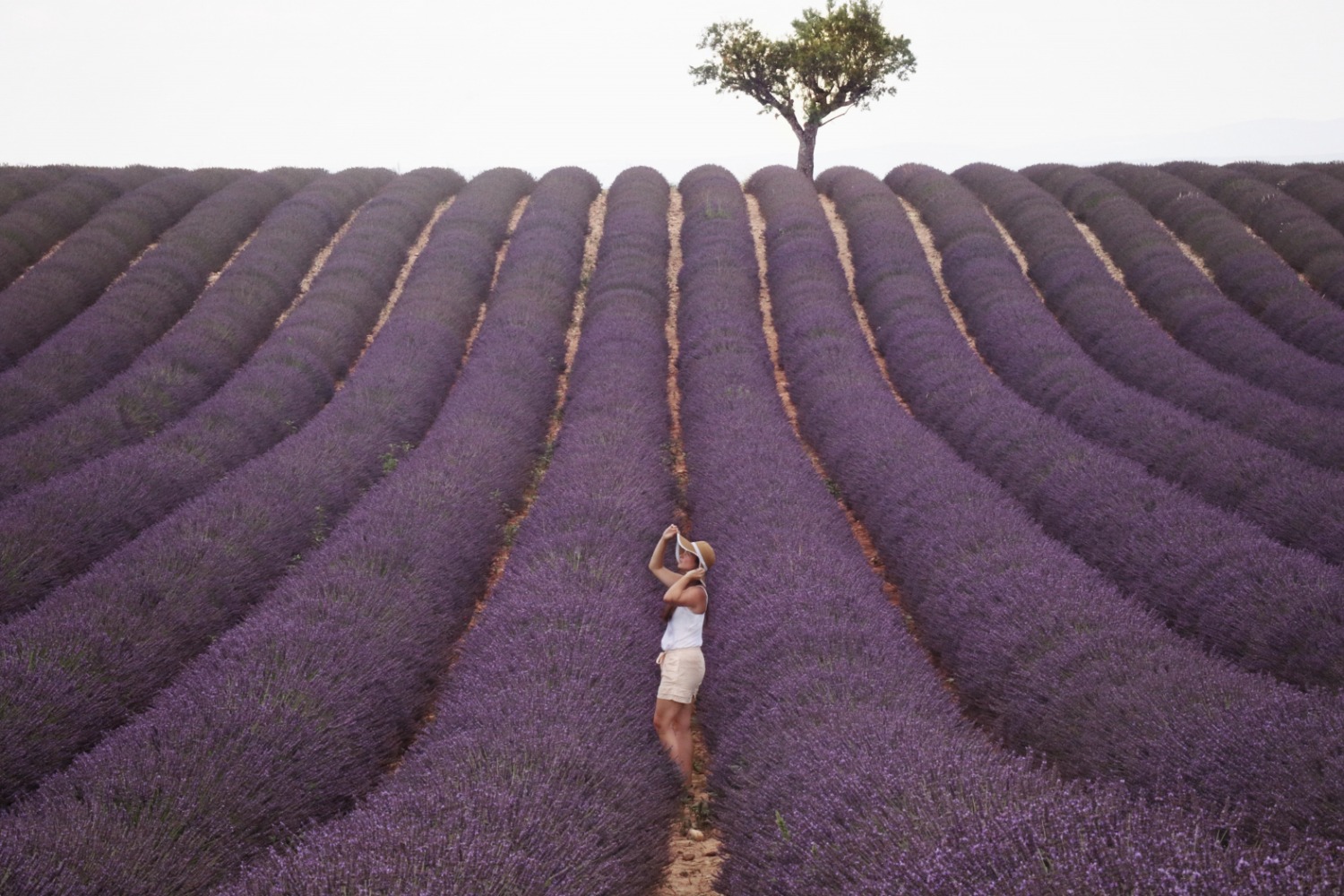 lavender fields, lavender, things to do, girl, sitting, summer bucket list, venues, trails, outdoor adventure