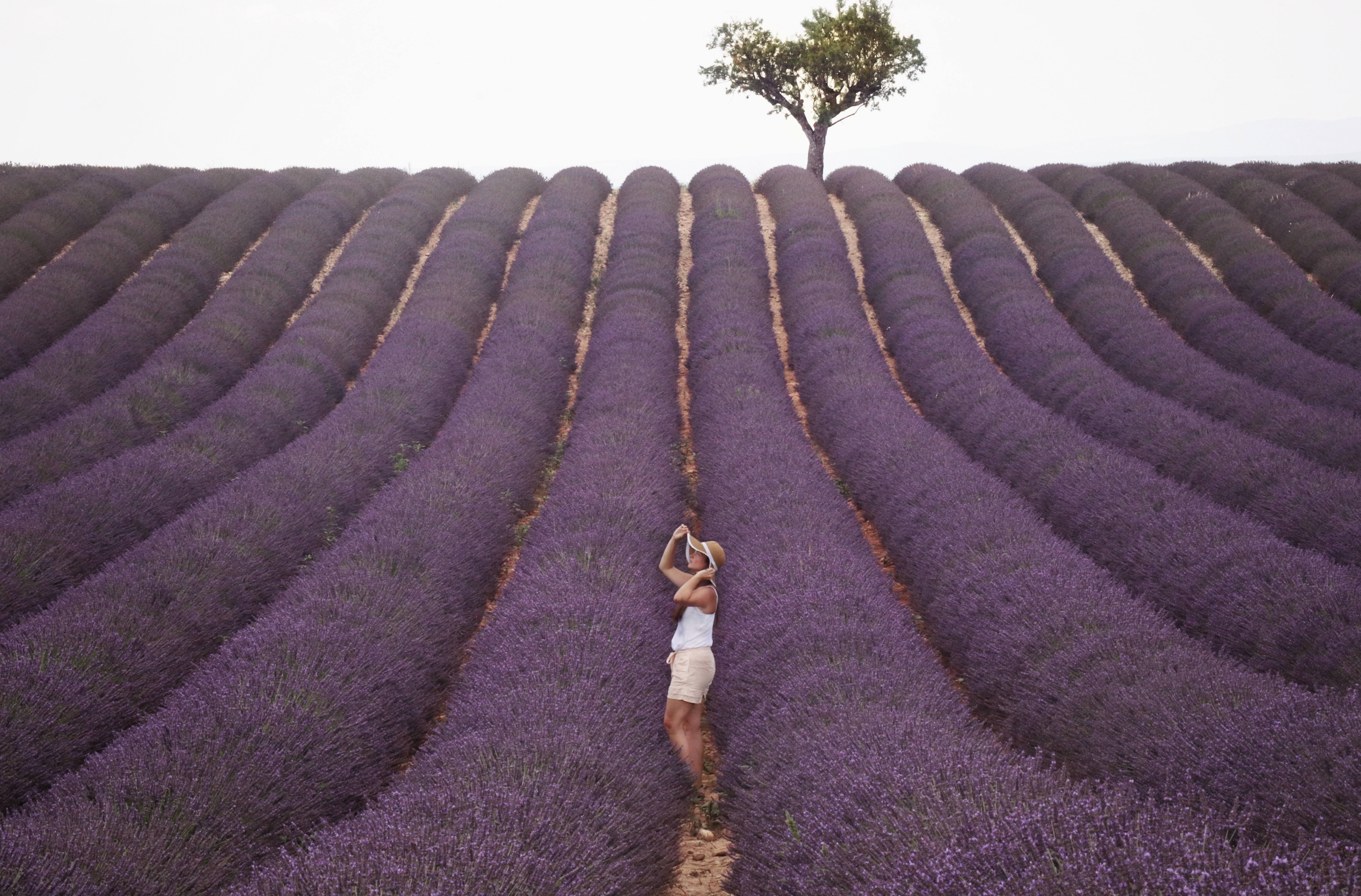 lavender fields, lavender, things to do, girl, sitting, summer bucket list, venues, trails, outdoor adventure