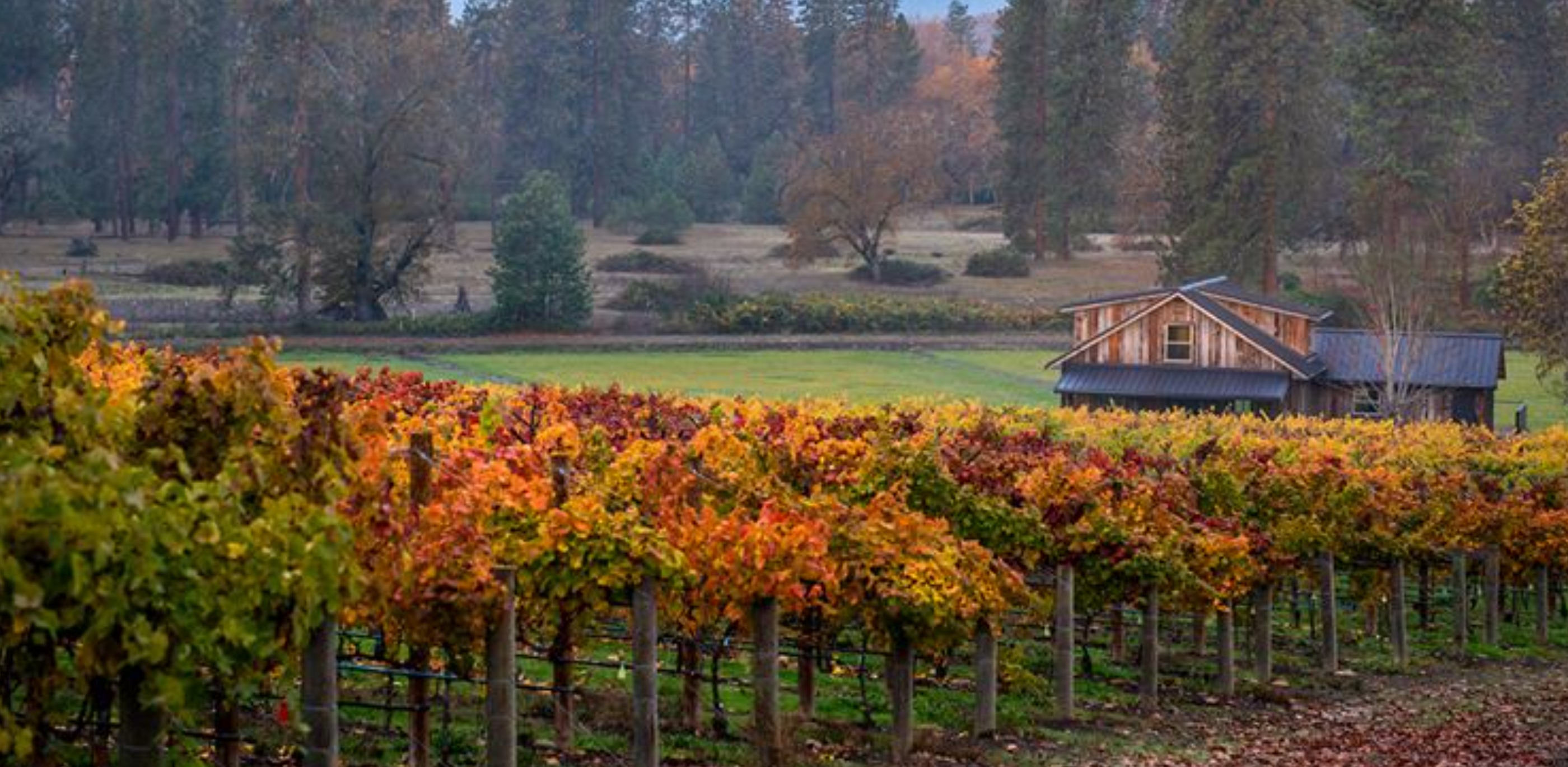 Bayer Family Estate in Eagle Point Oregon, vineyard, winery, fall, vines, autumn, colors, foliage 