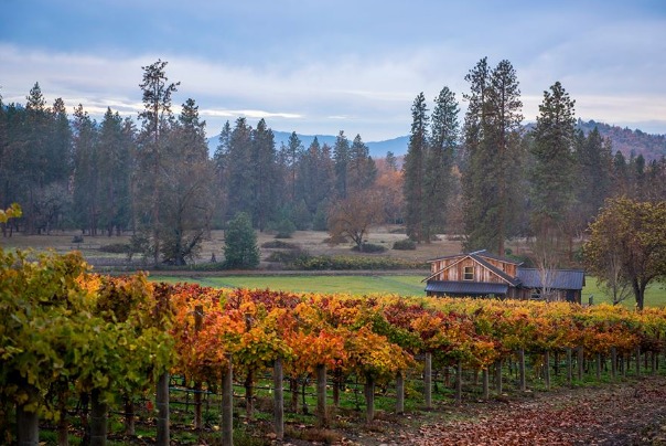 Bayer Family Estate in Eagle Point Oregon, vineyard, winery, fall, vines, autumn, colors, foliage 