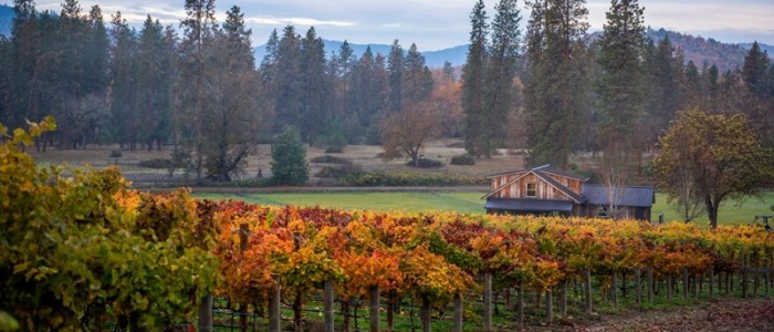 Bayer Family Estate in Eagle Point Oregon, vineyard, winery, fall, vines, autumn, colors, foliage 