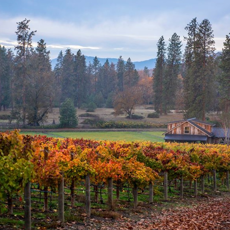 Bayer Family Estate in Eagle Point Oregon, vineyard, winery, fall, vines, autumn, colors, foliage 