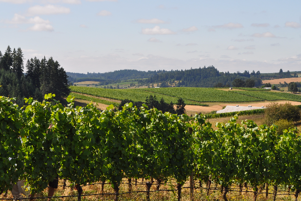 Del Rio Vineyards in Gold Hill, Oregon