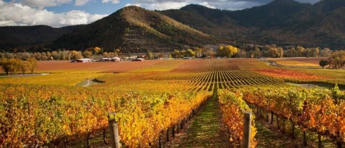 Del Rio Vineyards in Gold Hill, Oregon, vineyards, fall, colors, autumn, things to do, wine, winery, rogue valley