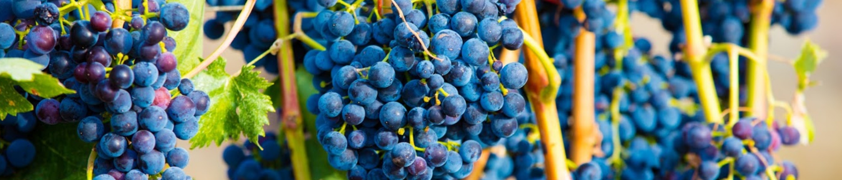 Southern Oregon Wines, grapes, season, harvest