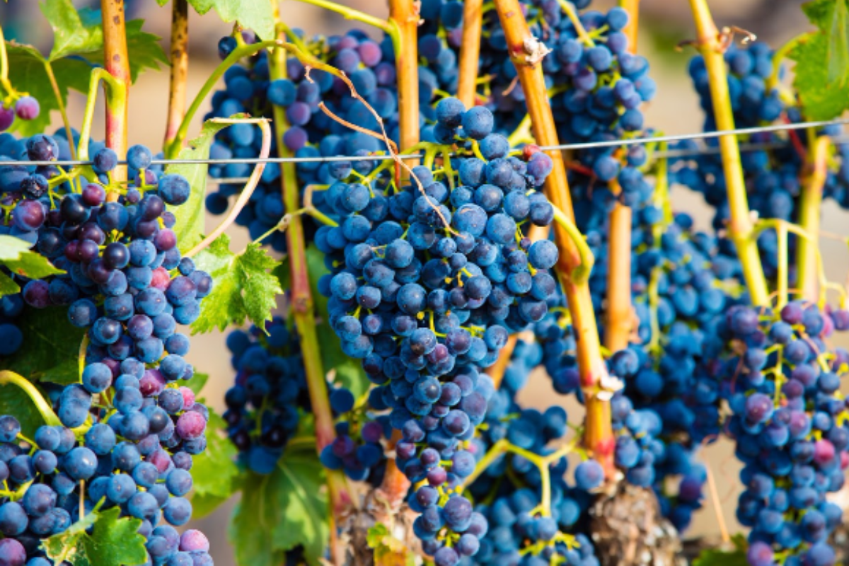 oregon wine, winery, vineyard, grapes, wine country