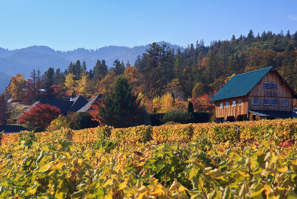 Ledger David Vineyards, wne, wine country, vineyard, fall, vines, leaves, colors, rogue valley