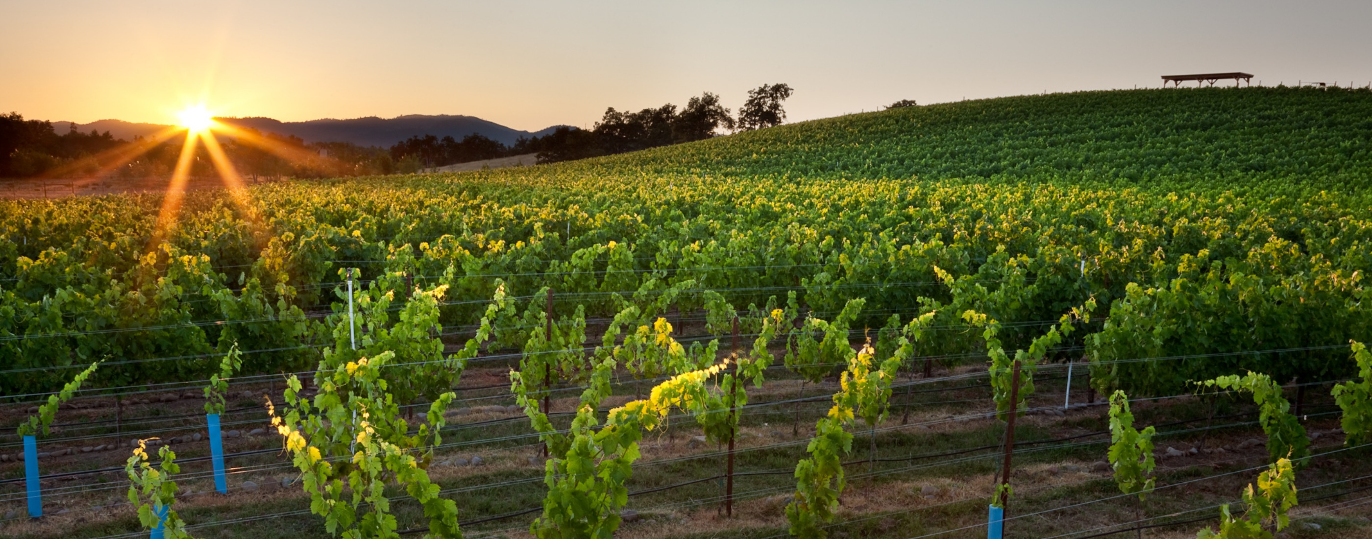 Sunrise over a vineyard in Southern Oregon , wine, winery, vineyard, wine country, sunset, sunrise, sunshine