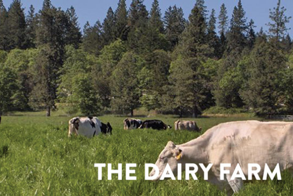 Rogue Creamery Dairy Farm in Grants Pass Oregon, cheese, award-winning food